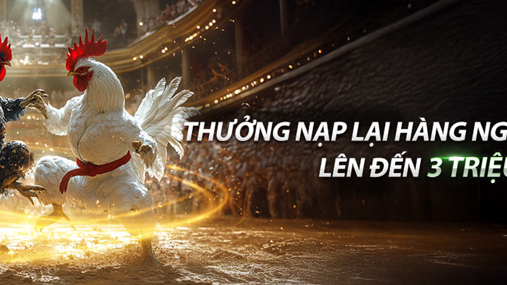 Hình ảnh đá gà trực tuyến tại ok365 com